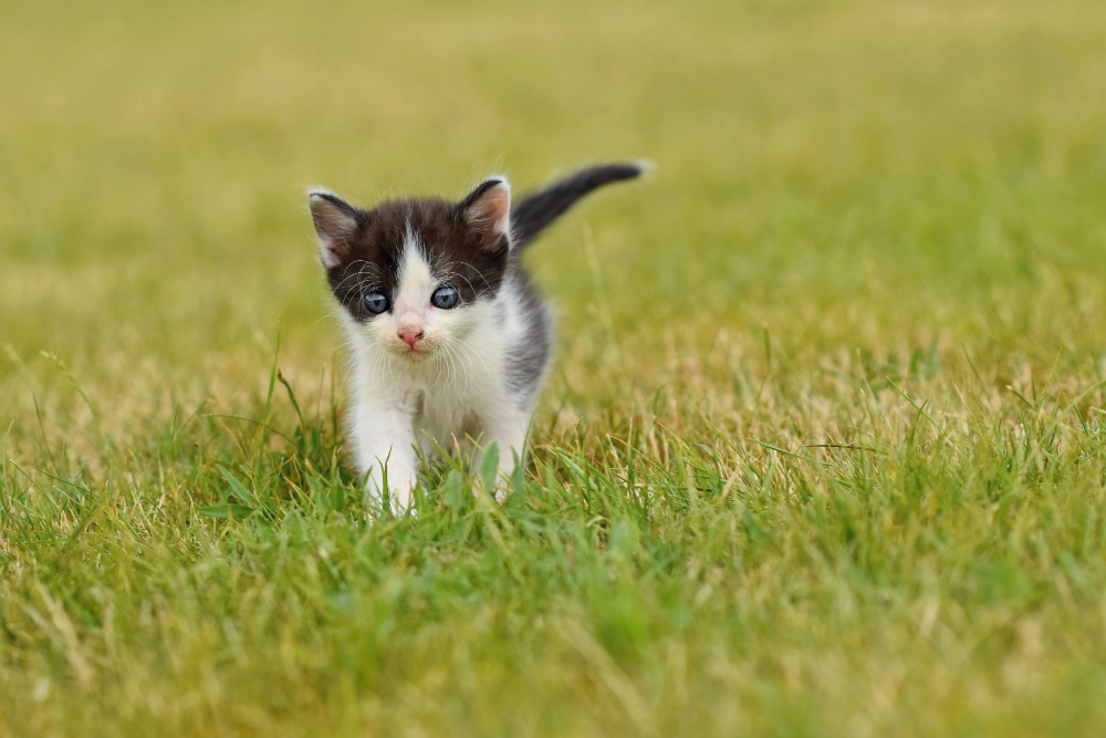 kedi-sahiplerinin-bilmesi-gerekenler