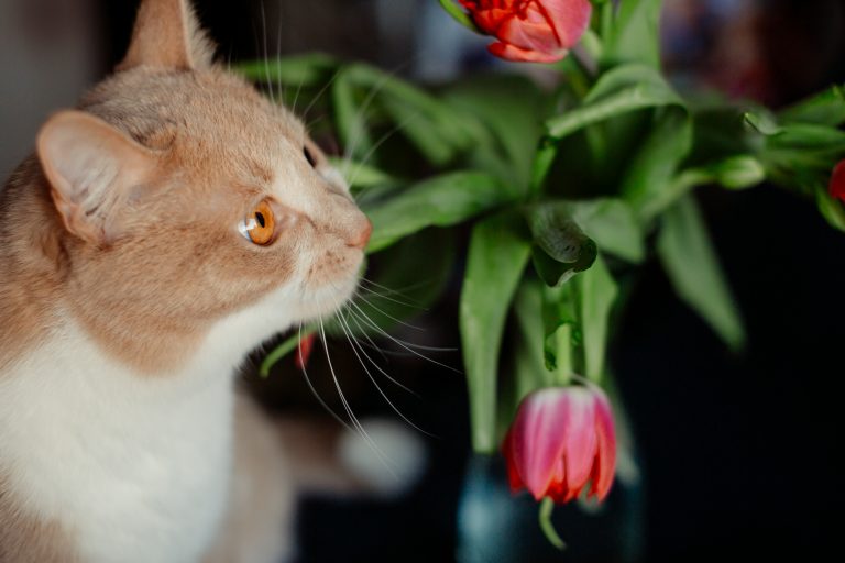 kediler-için-zararlı-bitkiler