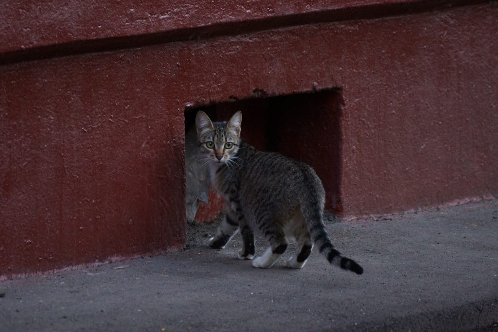 kaybolan kedi nasıl bulunur? kedim kayboldu