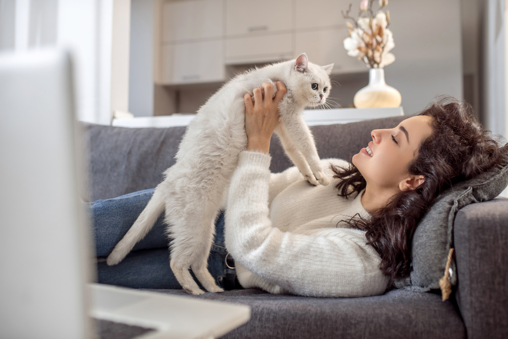 kedi sahiplenecekler için ihtiyaç listesi