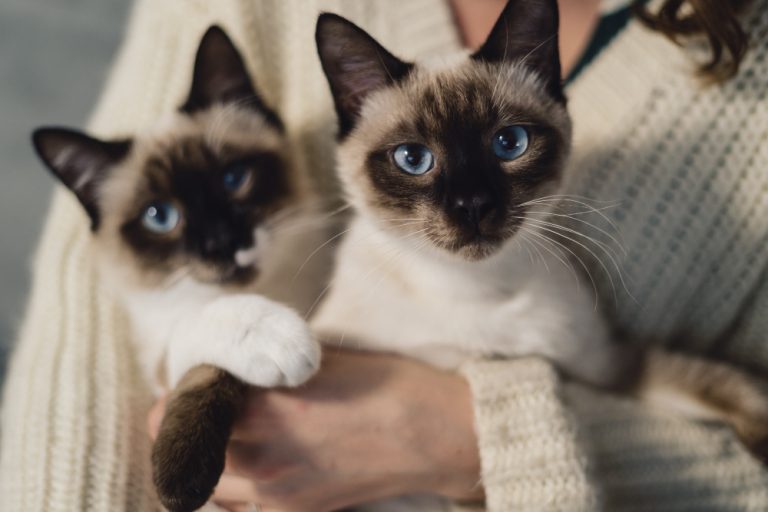 alerjik kedi kumu