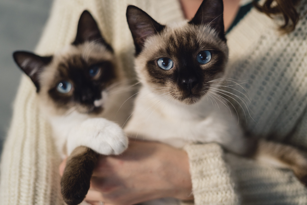 alerjik kedi kumu