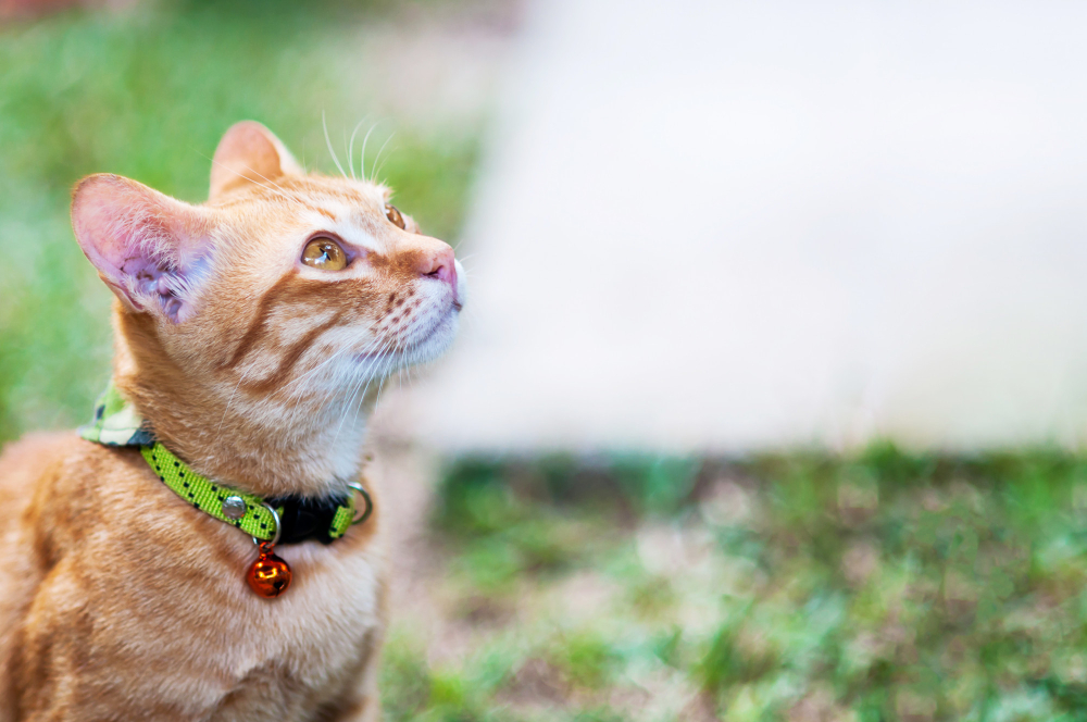 kedi hastalıkları nelerdir?
