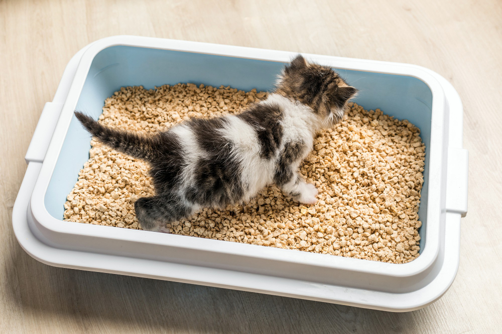 kedi kumu değiştrimek