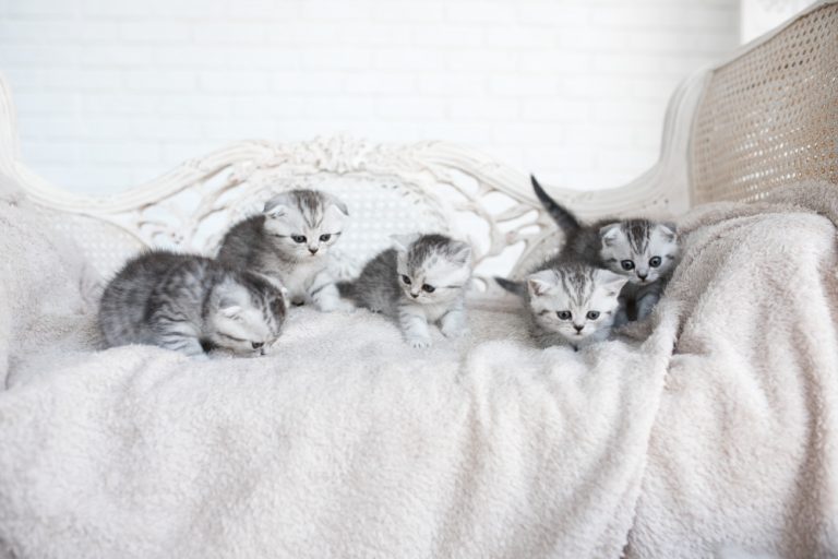 yavru kediler için kedi kumu