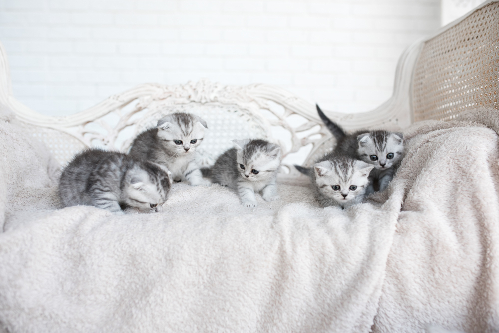 yavru kediler için kedi kumu