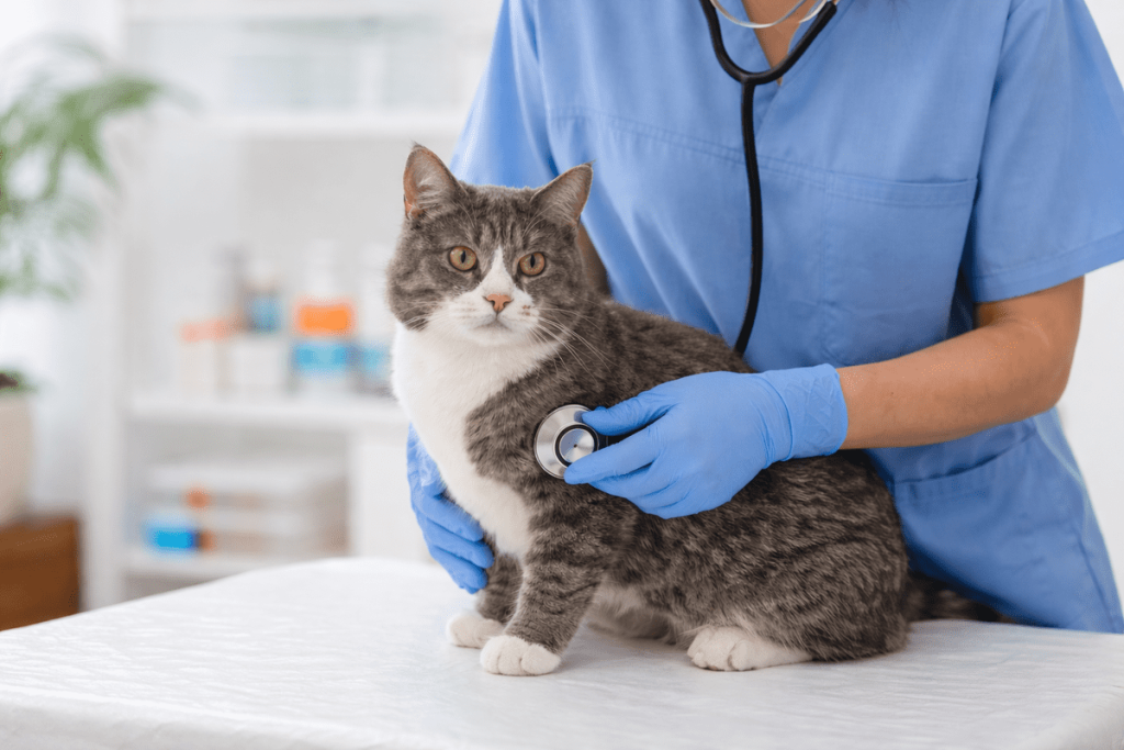 kedi veteriner kontrolü 